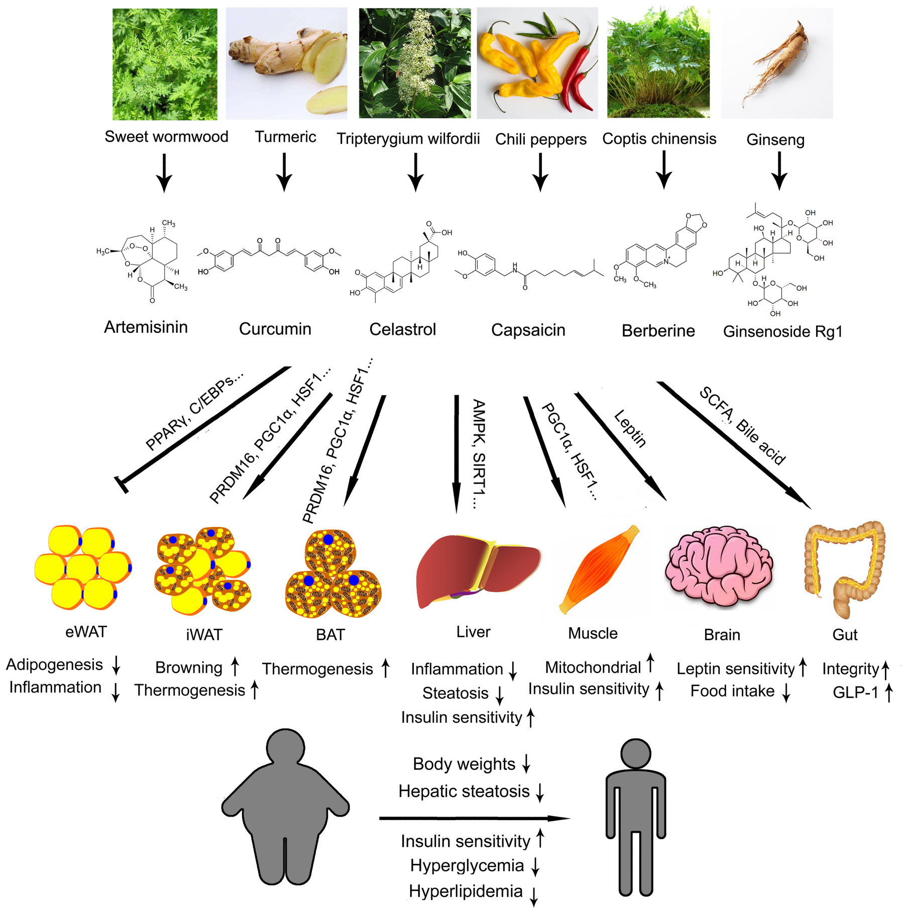 Chinese Medicine for Obesity. Personal Education Resources